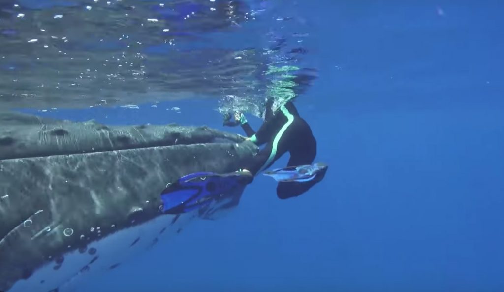 A Whale Protects a Marine Biologist from a shark
