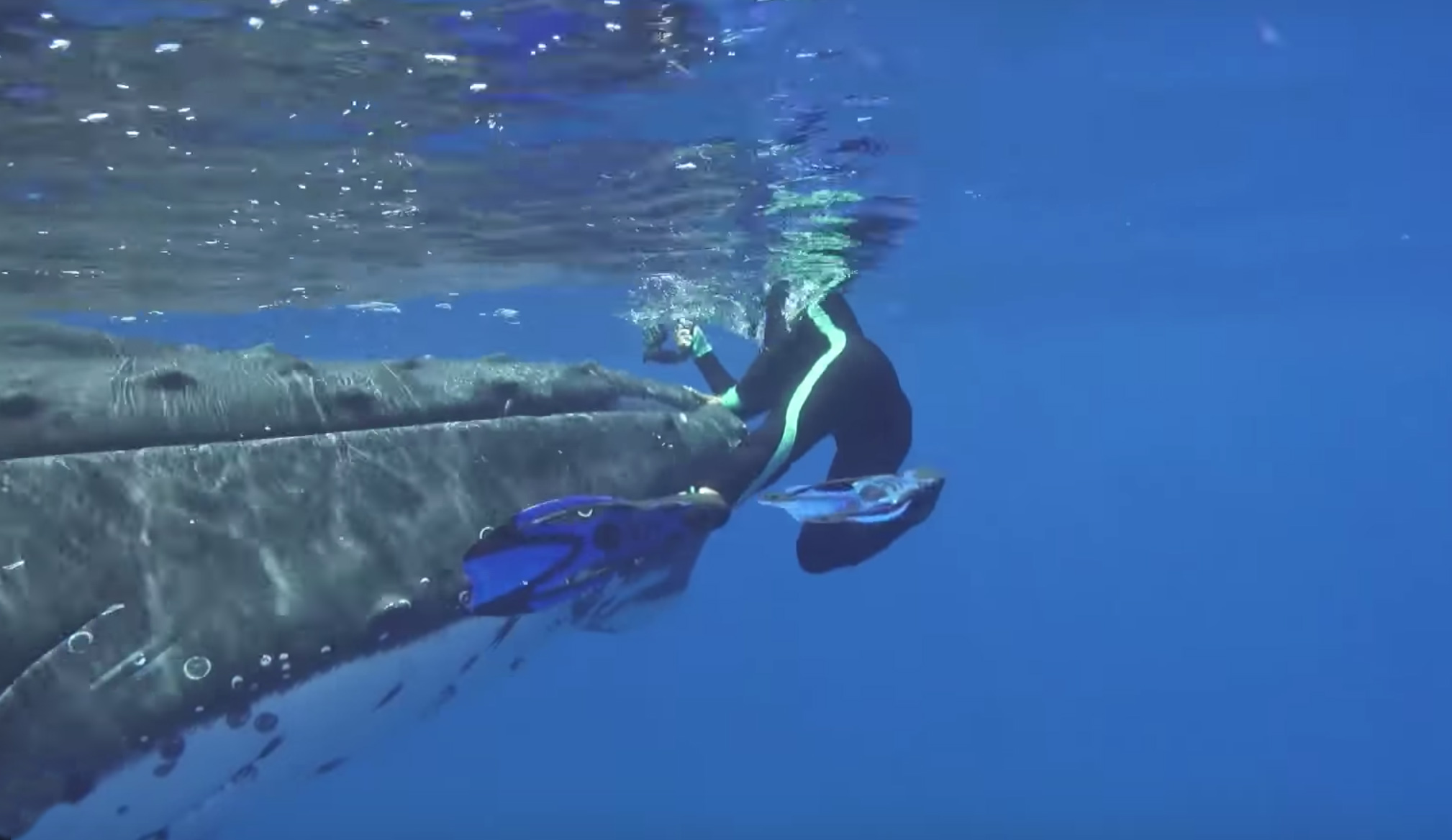 A Whale Protects a Marine Biologist from a shark