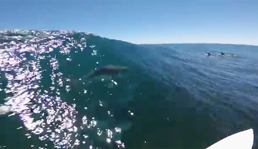 Ry Craike shared a wave with a pod of dolphins, and it's amazing.