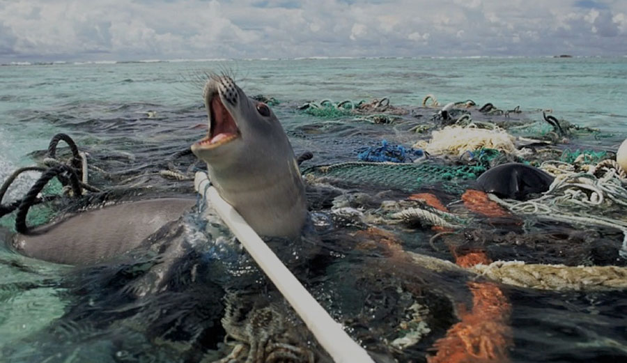A seal trapped in a mat of plastic pollution. Image: Creative Commons