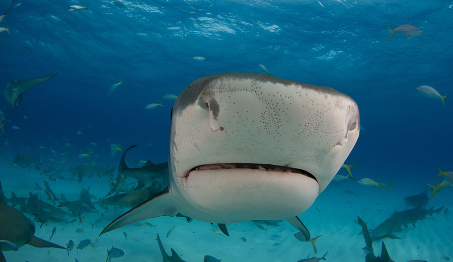 Note the many tiny pores on the snout of this Tiger Shark. These are electroreceptors called ‘ampullae of Lorenzini’.