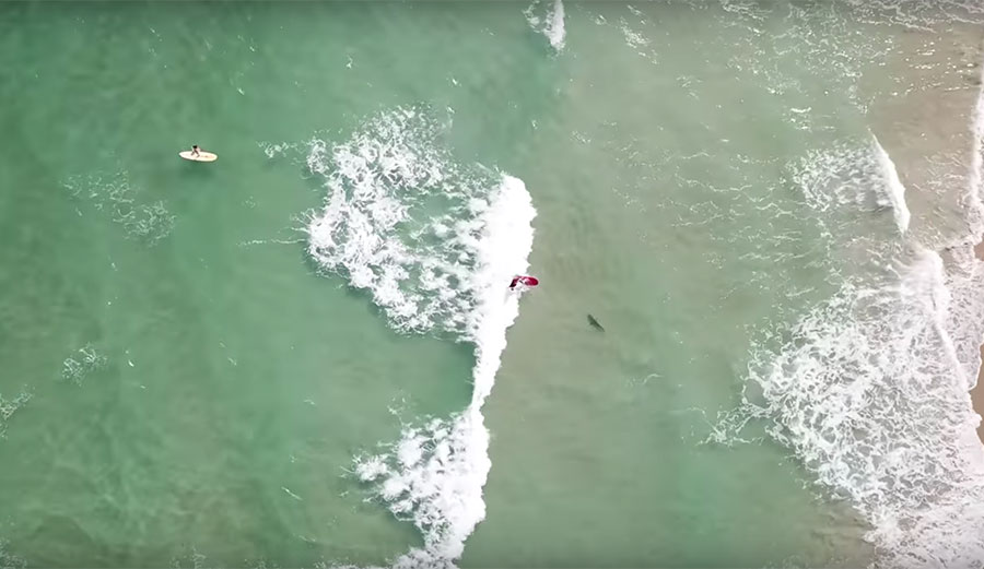 Depending on where you surf most, there's probably a good chance that you've surfed with sharks nearby at some point and never even noticed.