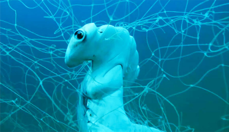 A hammerhead caught in a shark net. Photo: Adam Baugh/Speakupforthevoiceless.org