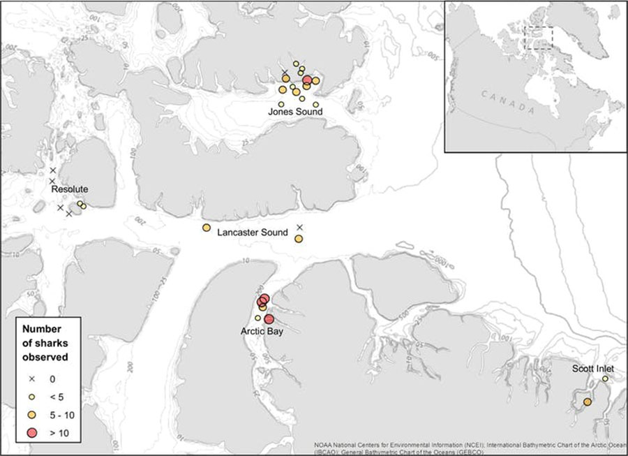 Map of baited camera deployments where Greenland sharks were observed, with symbol sizes proportional to the number of individuals distinguished from each set. The ‘X’ indicates sets where no sharks were observed.