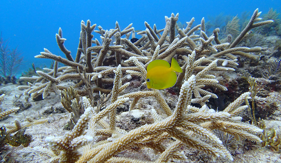Juvenile blue tang sheltering in restored staghorn coral.