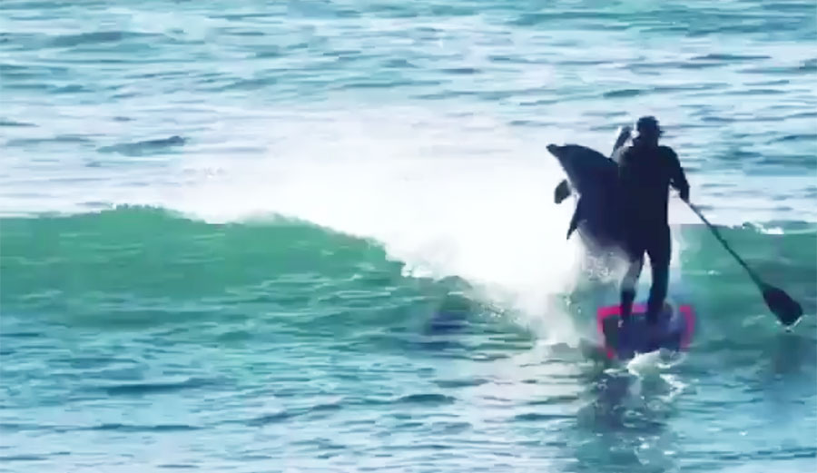 A dolphin smashing into a standup paddler. That's it. That should be enough.