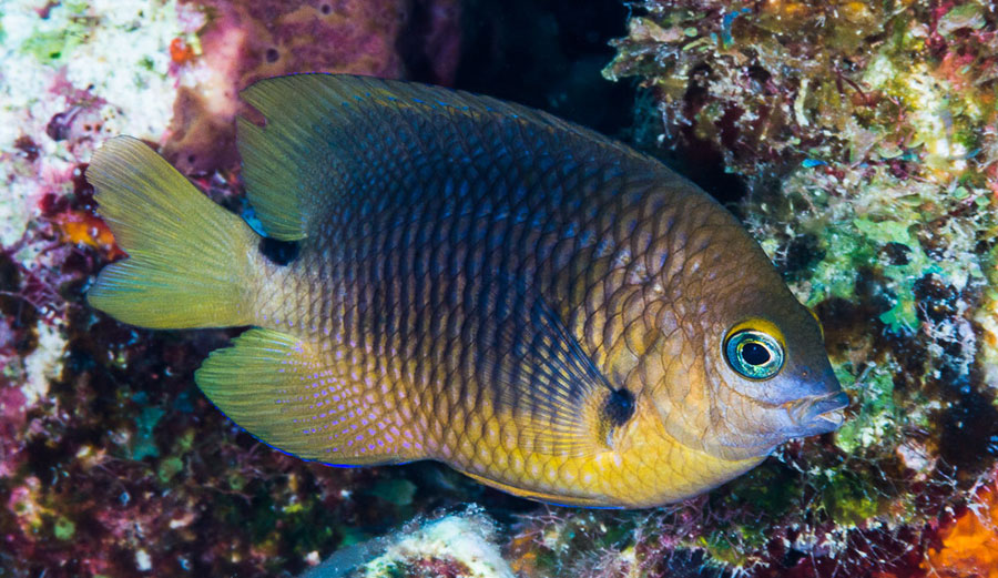 Small but fierce: Damselfish aggressively protect their reef territories.
