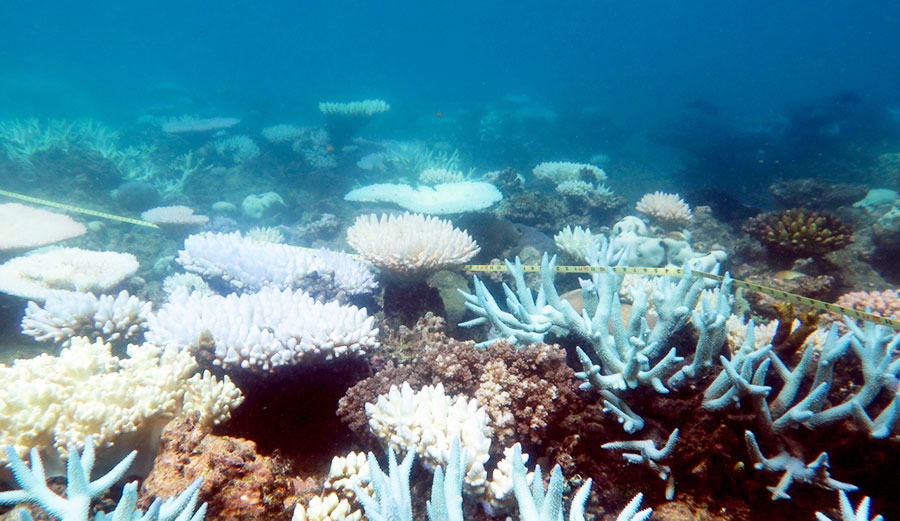 Staghorn and tabular corals suffered mass die-offs, robbing many individual reefs of their characteristic shapes. ARC Centre of Excellence for Coral Reef Studies/ Mia Hoogenboom