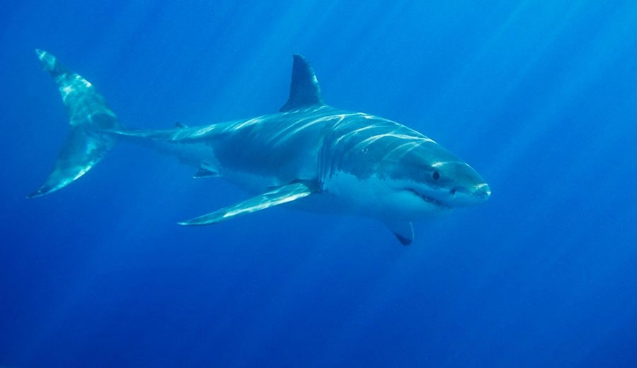 A shark attack in nearby Gracetown has caused WSL officials to put the Margaret River event on hold. Image: iStock