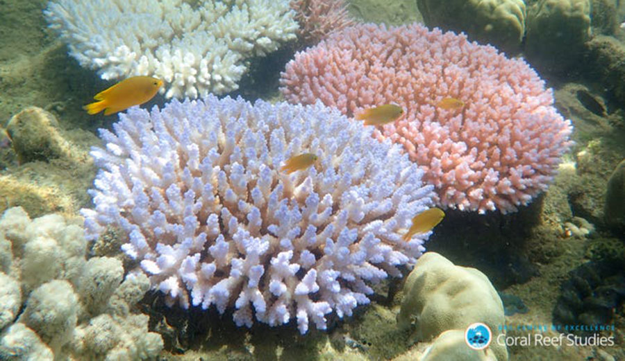 Different colour morphs of Acropora millepora, each exhibiting a bleaching response during mass coral bleaching event. Image: ARC Centre of Excellence for Coral Reef StudiesStudies/ Gergely Torda