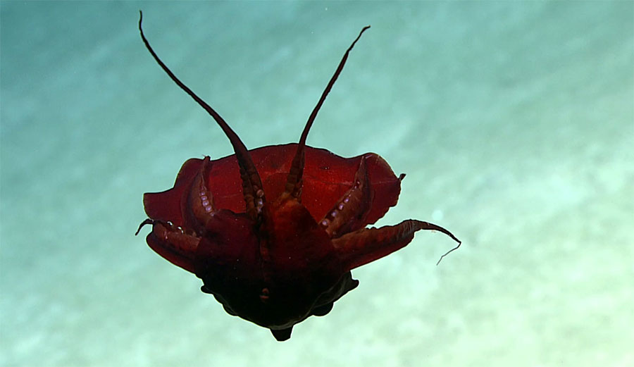 The researchers were part of an ocean exploratory expedition to find out more about what goes on in the Gulf of Mexico's deep-sea habitats when they filmed a squid behaving extraordinarily strangely.
