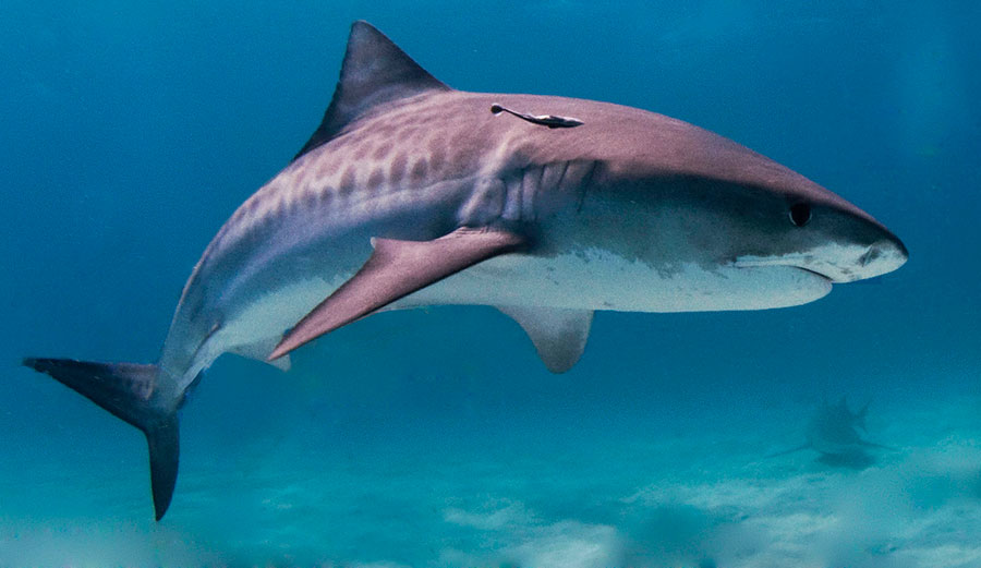 A Tiger shark in the Bahamas. The ISAF just released their report on global shark attacks for 2017. Image Wikimedia Commons