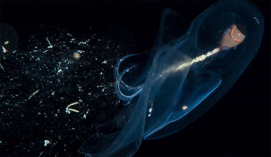A pelagic snail ensnares food with with a mucous web.