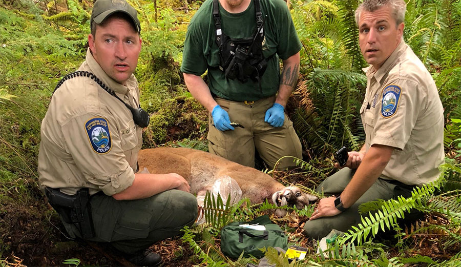 On Saturday morning in the foothills near North Bend, Washington, two mountain bikers were attacked by a cougar. One was killed. It was the first time a cougar attack has ended in a fatality in over a century.