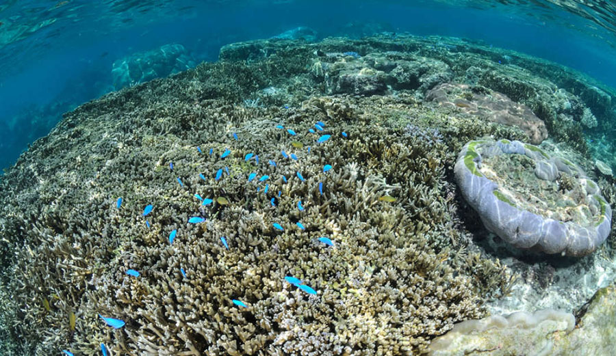 A sick Japanese reef. 99 percent of Japan's largest reef is dying. Image: Shutterstock
