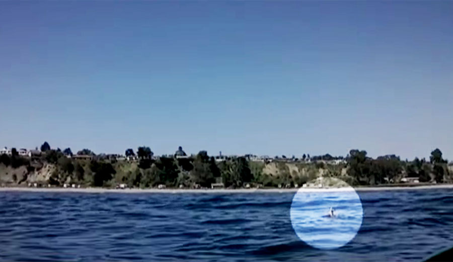 After a dog scared the deer into the ocean, it ran into a creature much worse than the dog.