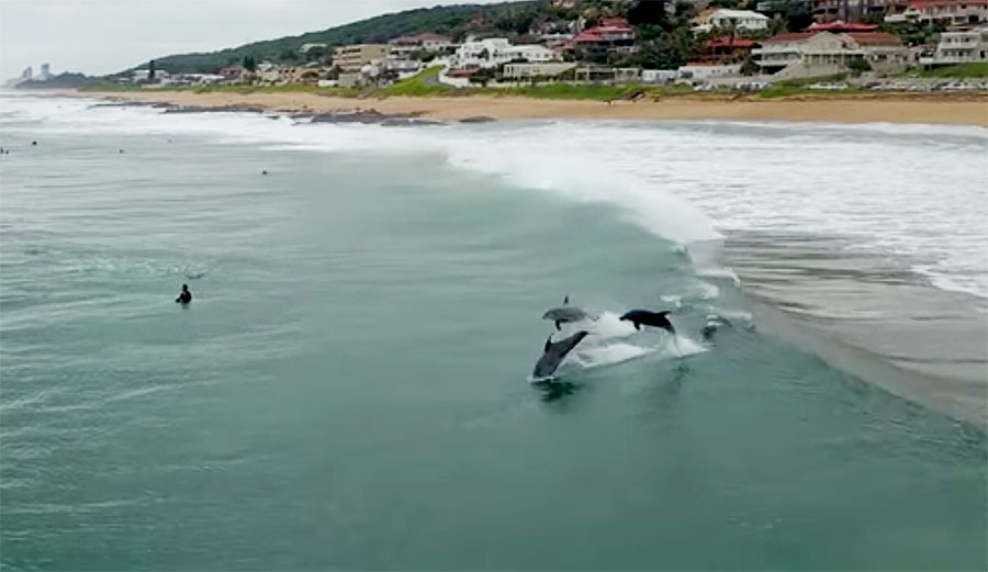 If you're feeling bad about your surfing after watching how great at surfing dolphins are, just remember that dolphins are TERRIBLE at walking.