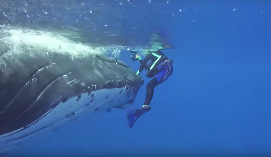 A massive humpback whale wouldn't leave Nan Hauser alone. It wasn't until 10 minutes later that she realized that it might have been protecting her from a shark.