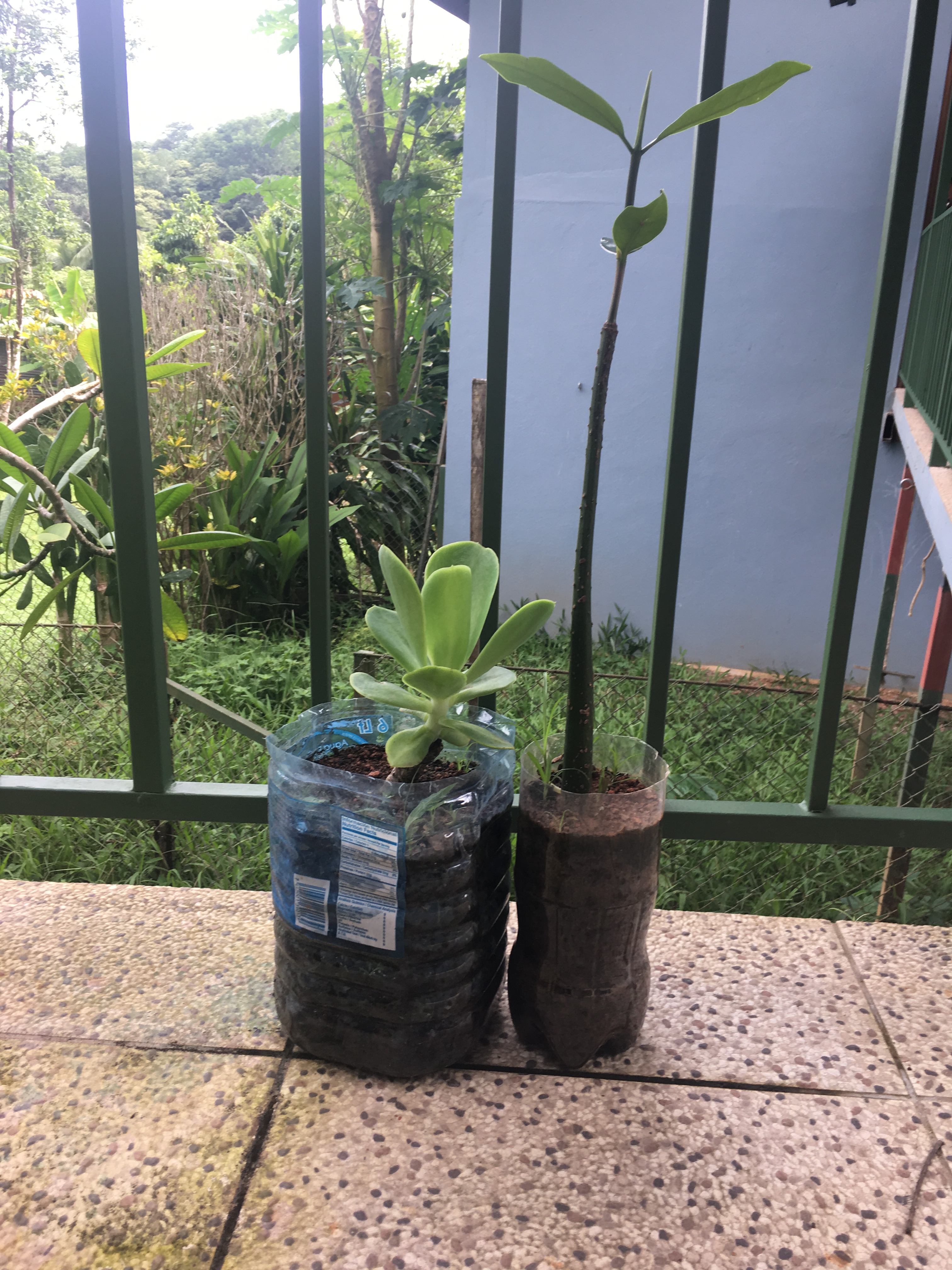 Plastic bottles reuse