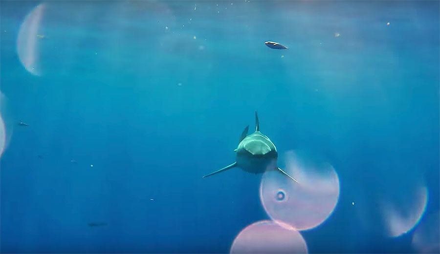 A great white shark attack on an underwater drone camera shows what it's like to be inside the mouth of a shark.