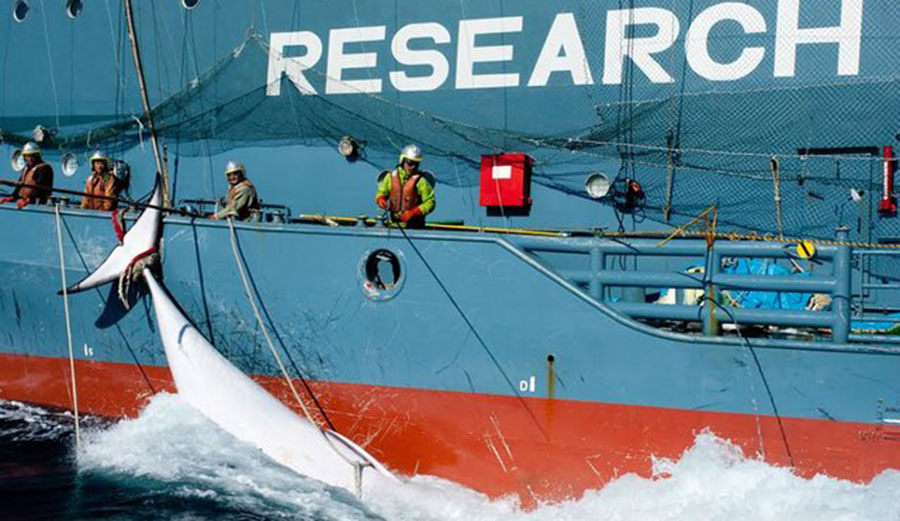 A harpooned whale hanging off the side of the Nisshin Maru. Image: Glenn Lockitch/Sea Shepherd