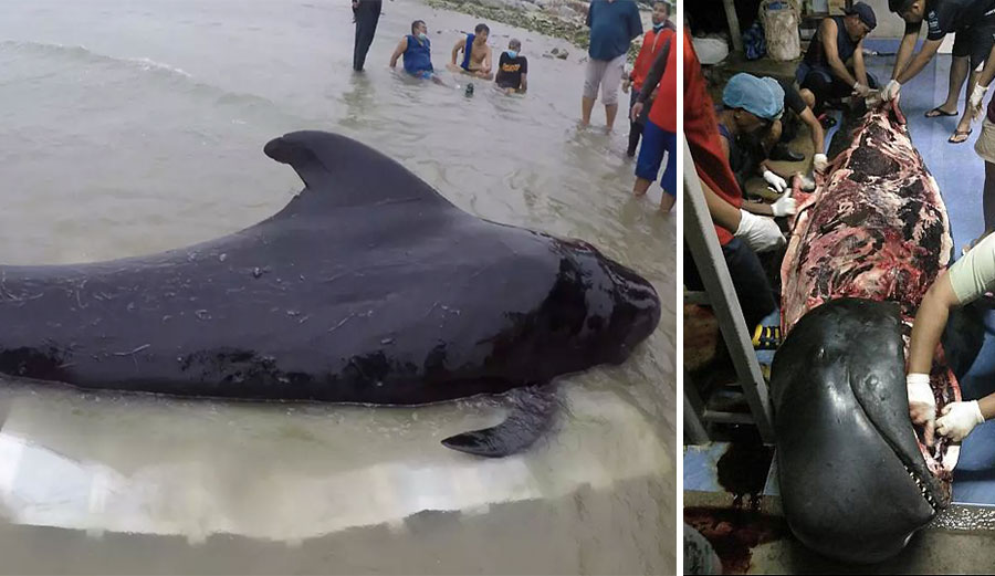 A male pilot whale has died after rescuers found it struggling in southern Thailand. It had 17 pounds of plastic in its stomach. Photos: Thai Wales
