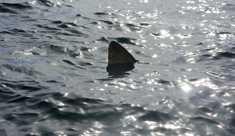 shark attack jaws shark fear