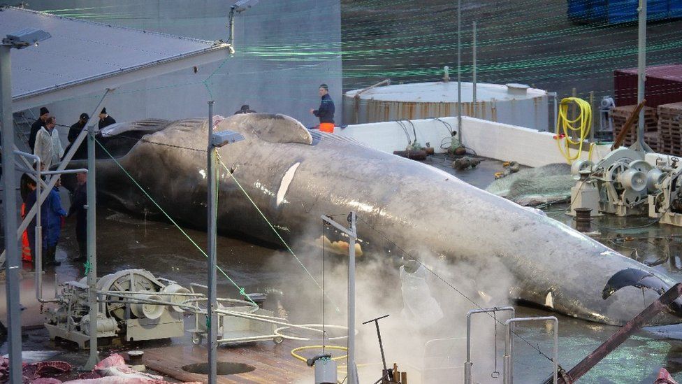Dead blue whale in Iceland