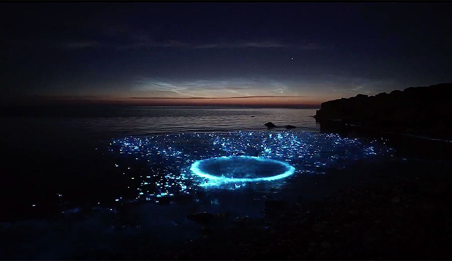 If you have been fortunate enough to have seen bioluminescence with your own eyes, you know how amazing it can be. This is on a whole different level.
