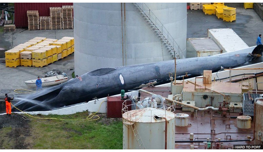 Dead blue whale in iceland