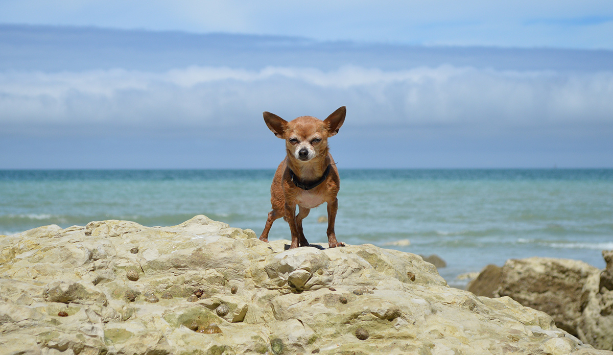 Think chihuahuas aren't beach dogs? Think again. Photo: Robina Weermeijer
