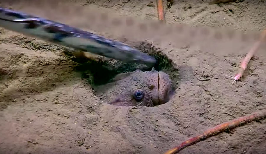 Atlantic Midshipman eating barracuda