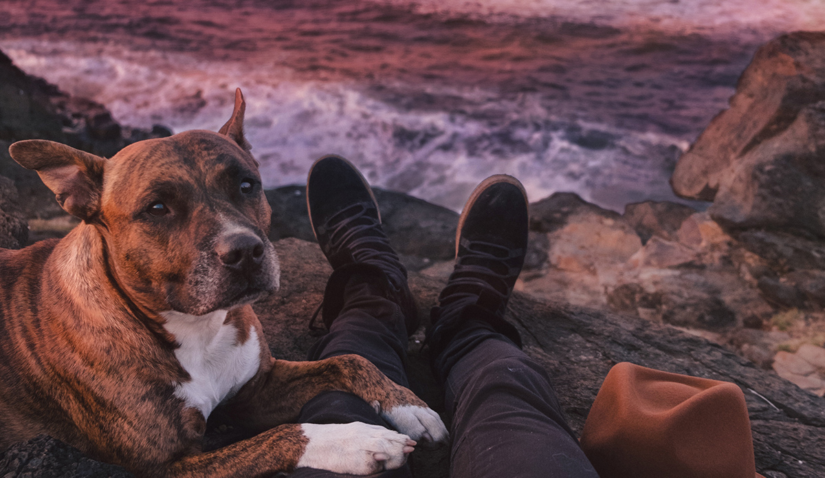 Mutt on the beach