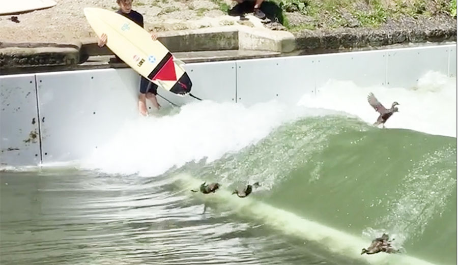 ducks-surfing-standing-wave