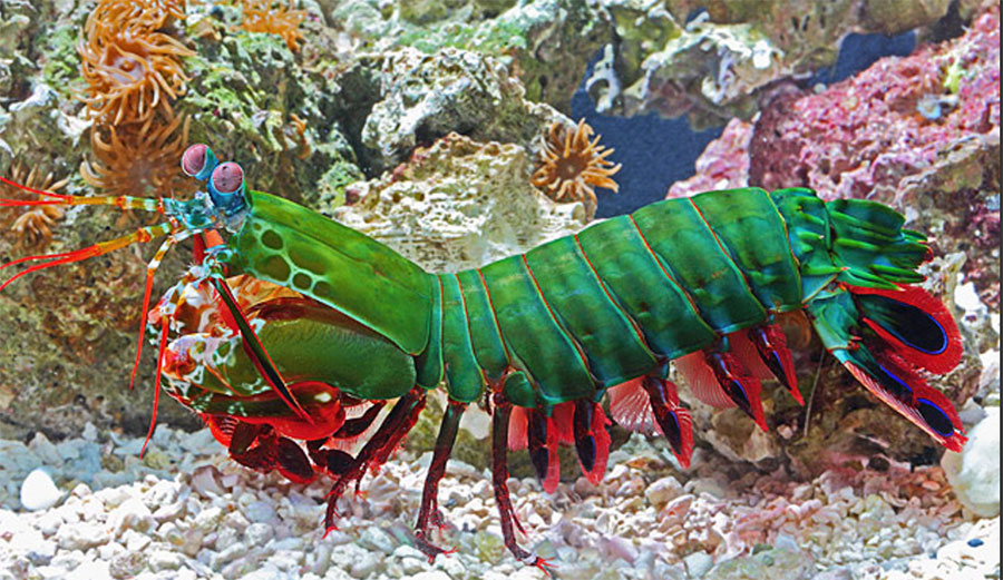 mantis shrimp