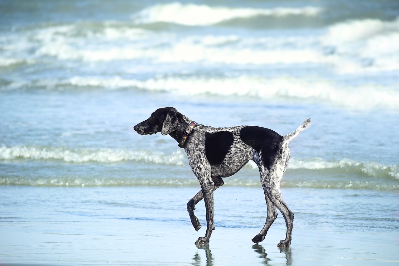 The pointer. Ready for ocean adventure.