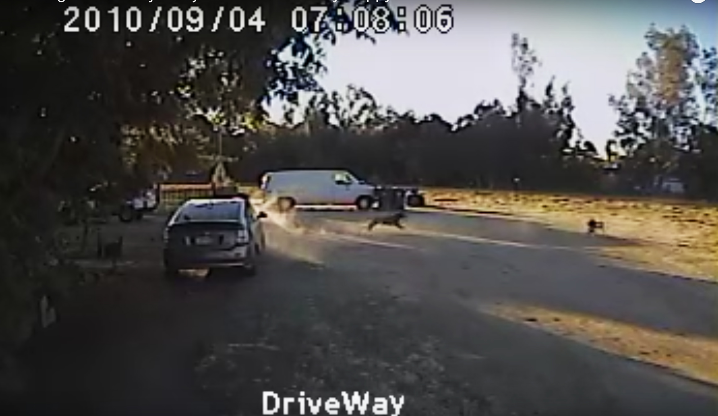 Rottweiler Saves Chihuaha and Beats Coyote