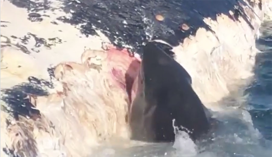 Great white shark eat whale carcass