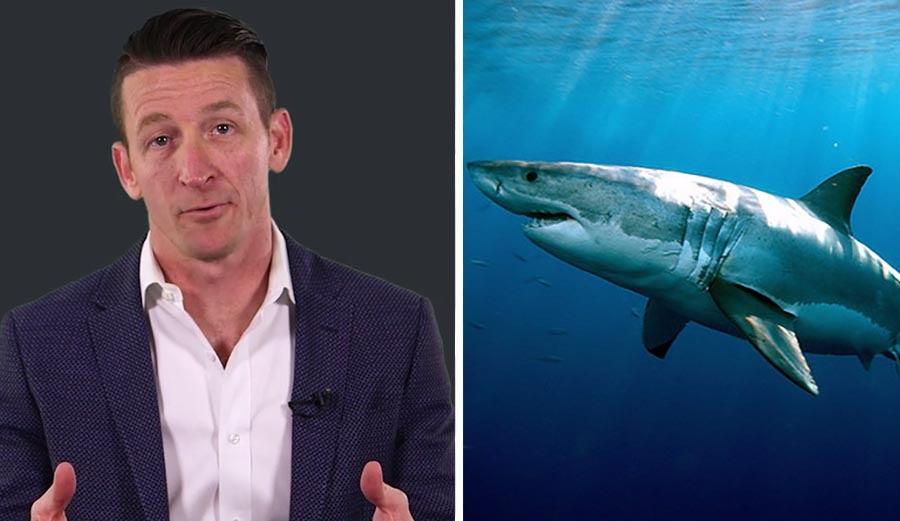 Great White Shark, Navy SEAL, surfing