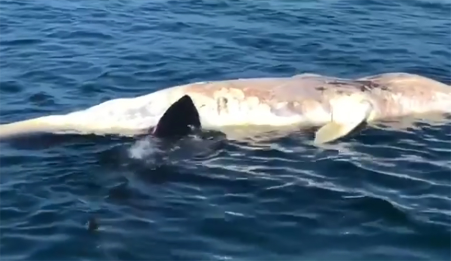 shark, dead whale, San Clemente, Pier, great white
