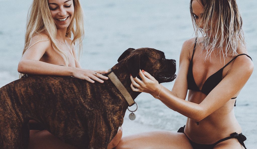 Surf Dogs on the Beach
