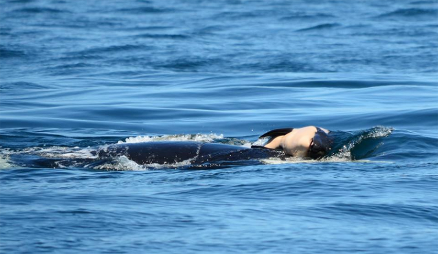 orca whale, killer whale, dead calf