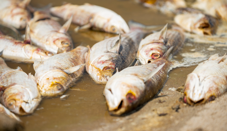 Hundreds of dead fish were found floating in Malibu Lagoon late last week. The cause is still unknown. Photo: Tyler Schiffman