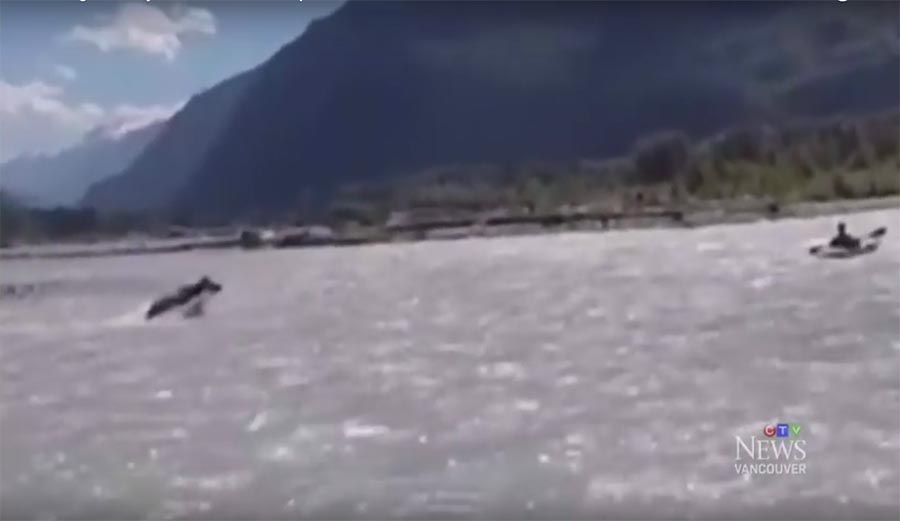 bear, rafting, squamish, bc, british columbia