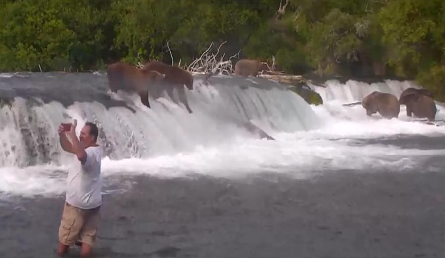 bears, Katmai Naitonal Park, Alaska, bears, salmon, Brooks River