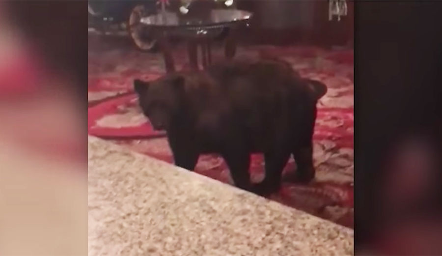 black bear in lobby of Stanley Hotel from The Shining