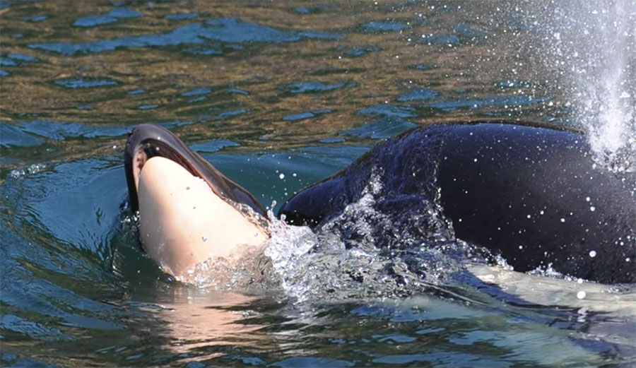 killer whale orca mother with dead calf