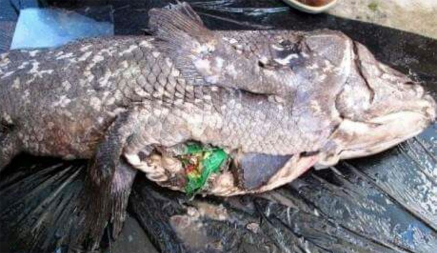 coelacanth eating lays chip bag