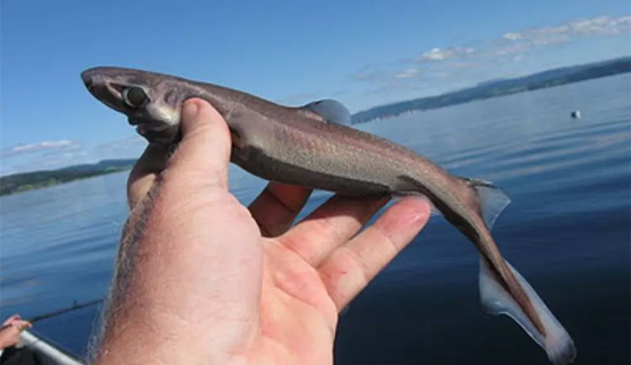 A dwarf lantern shark, probably the smallest species. Wikimedia