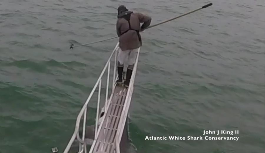 Great White, shark, researcher, take him out